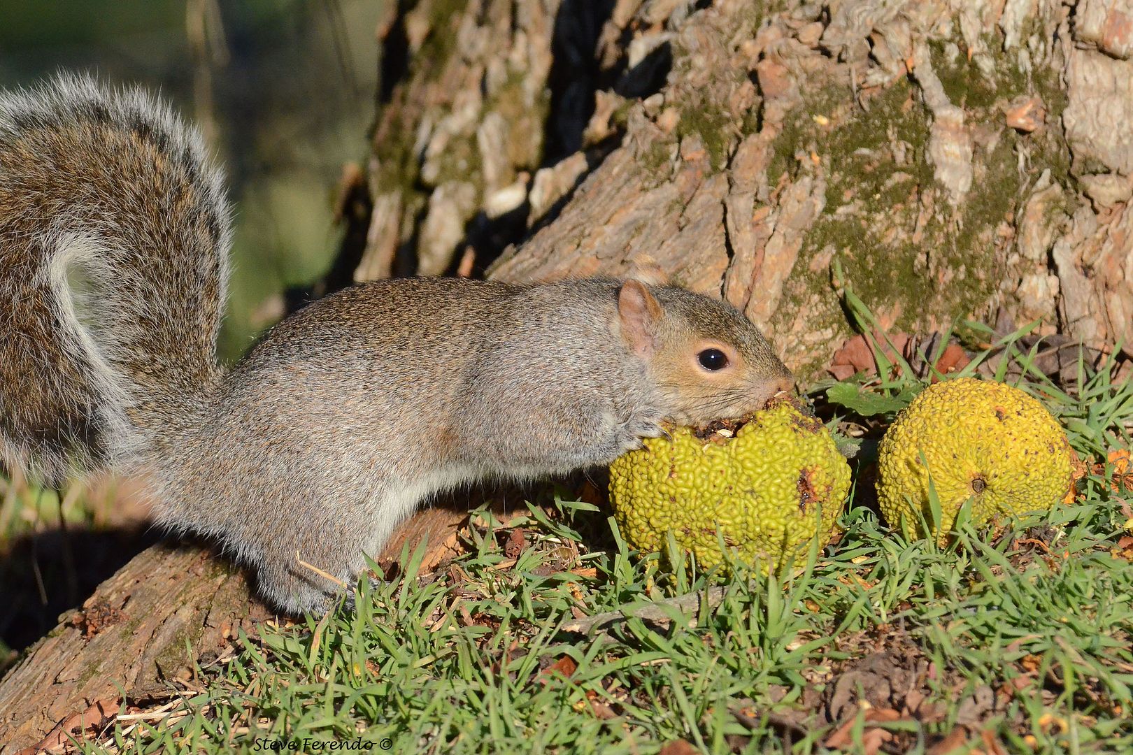 "Natural World" Through My Camera: Squirrels, Gray & Fox...